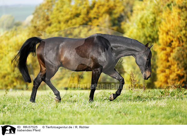 trabendes Pferd / trotting horse / RR-57525