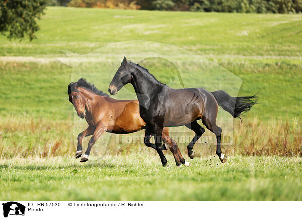 Pferde / horses / RR-57530