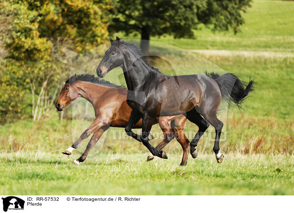 Pferde / horses / RR-57532