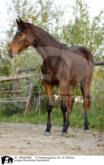 junges Deutsches Sportpferd / young German Sport Horse / RR-63686