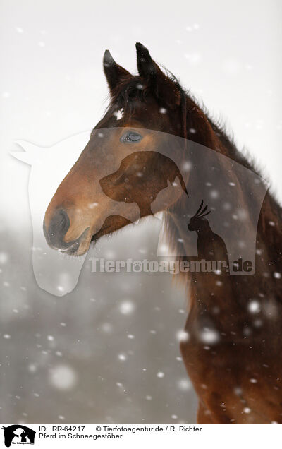 Pferd im Schneegestber / RR-64217