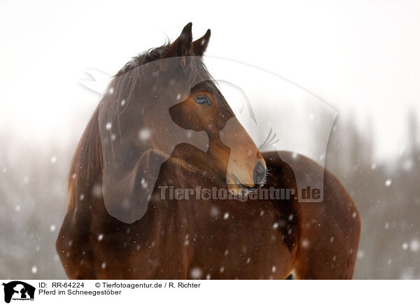 Pferd im Schneegestber / RR-64224