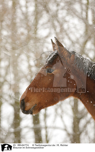Brauner im Schneegestber / brown horse in driving snow / RR-64774