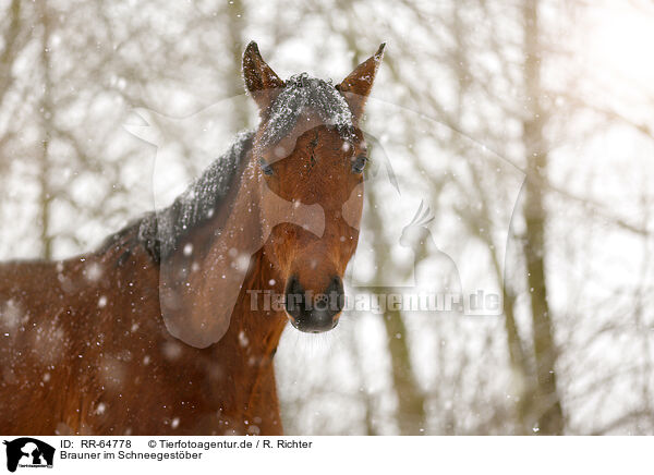 Brauner im Schneegestber / brown horse in driving snow / RR-64778