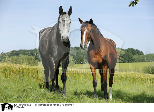 2 Pferde / 2 horses / RR-66872