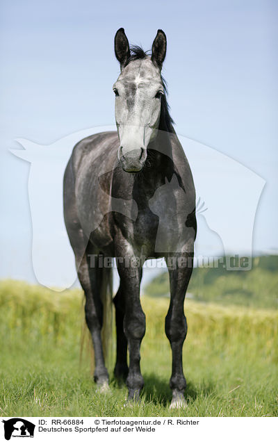 Deutsches Sportpferd auf der Weide / German Sport Horse at pasture / RR-66884