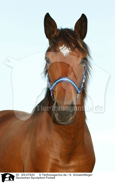 Deutsches Sportpferd Portrait / German Sport Horse Portrait / SS-47820