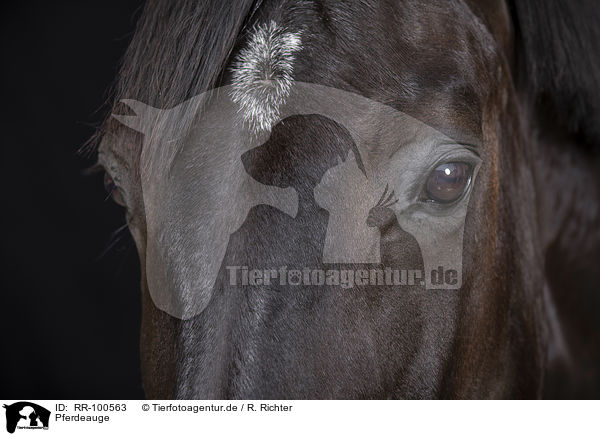 Pferdeauge / horse eye / RR-100563