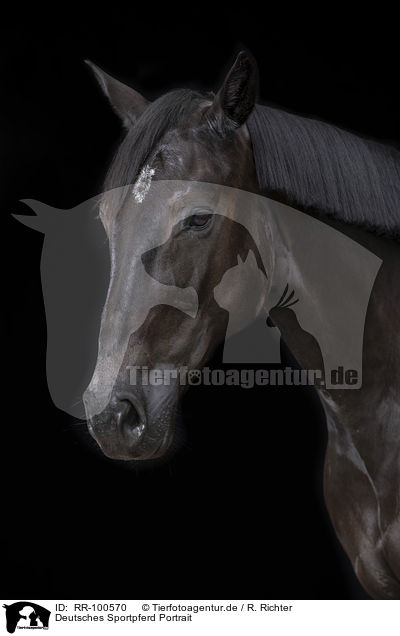 Deutsches Sportpferd Portrait / German Sport Horse Portrait / RR-100570