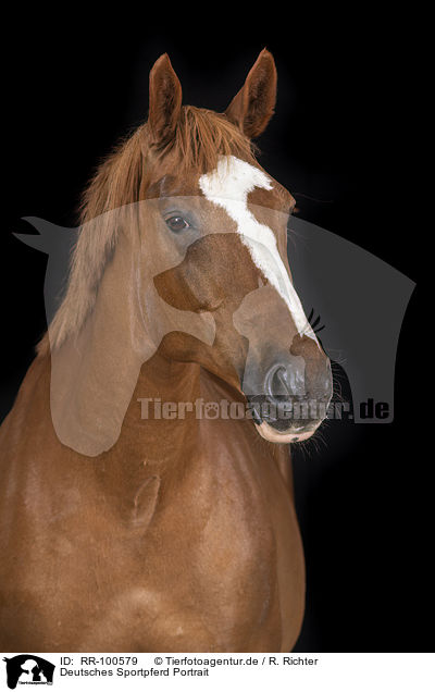 Deutsches Sportpferd Portrait / German Sport Horse Portrait / RR-100579