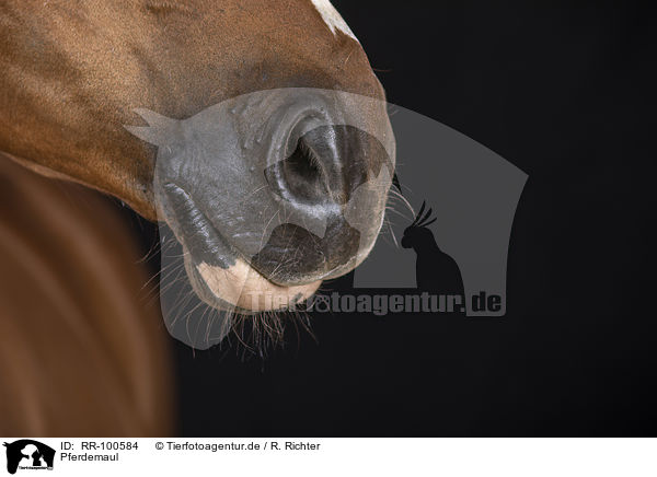 Pferdemaul / horse mouth / RR-100584