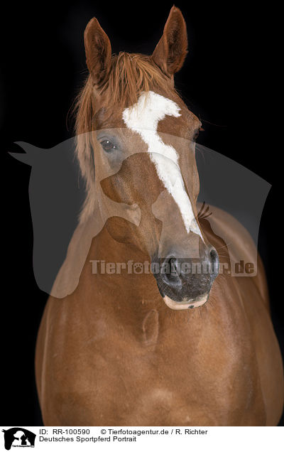Deutsches Sportpferd Portrait / German Sport Horse Portrait / RR-100590