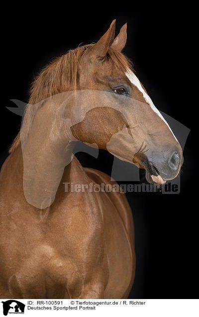 Deutsches Sportpferd Portrait / German Sport Horse Portrait / RR-100591