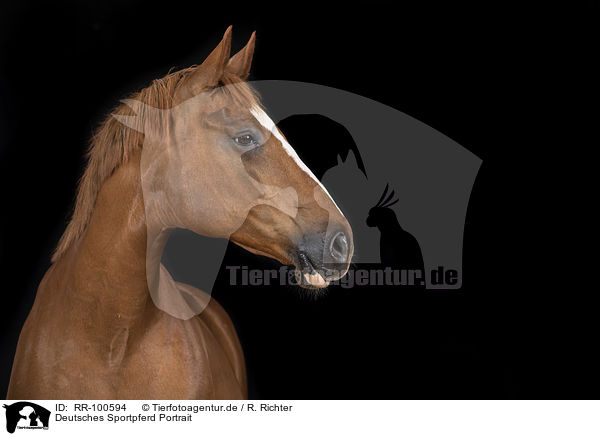 Deutsches Sportpferd Portrait / German Sport Horse Portrait / RR-100594