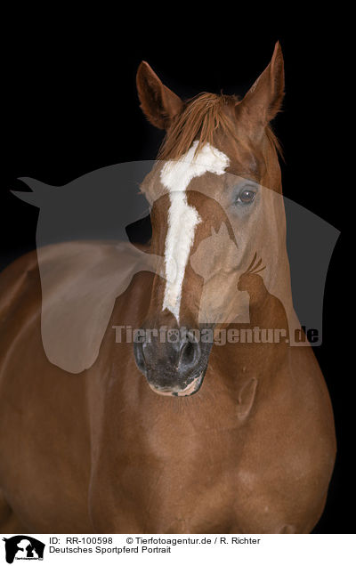 Deutsches Sportpferd Portrait / German Sport Horse Portrait / RR-100598