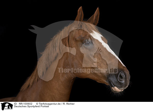 Deutsches Sportpferd Portrait / German Sport Horse Portrait / RR-100602