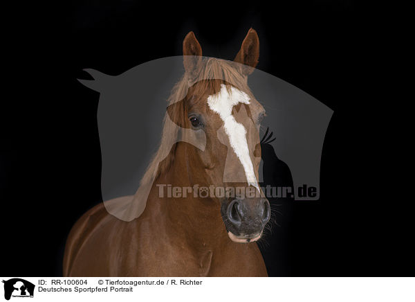 Deutsches Sportpferd Portrait / German Sport Horse Portrait / RR-100604