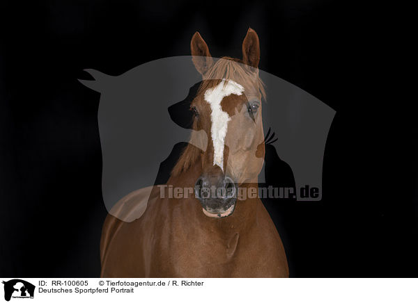 Deutsches Sportpferd Portrait / German Sport Horse Portrait / RR-100605