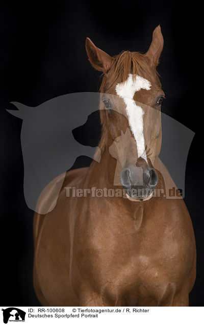 Deutsches Sportpferd Portrait / German Sport Horse Portrait / RR-100608
