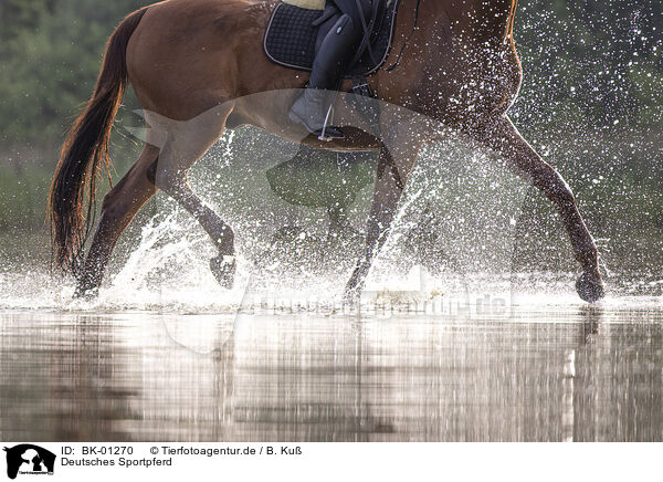 Deutsches Sportpferd / German Sport Horse / BK-01270