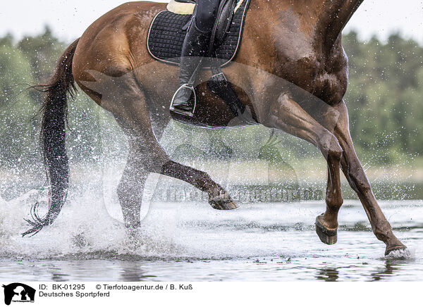 Deutsches Sportpferd / German Sport Horse / BK-01295