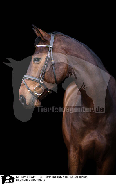Deutsches Sportpferd / German Sport Horse / MM-01821
