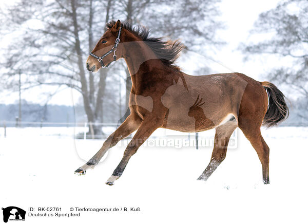 Deutsches Sportpferd / BK-02761