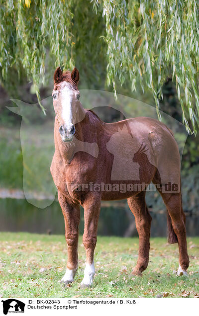 Deutsches Sportpferd / German Sport Horse / BK-02843