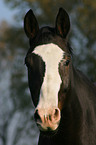 Warmblut Portrait