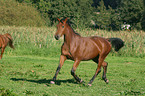 trabendes Deutsches Sportpferd