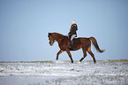 Reiter mit Deutschem Sportpferd