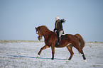 Reiter mit Deutschem Sportpferd