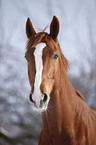 Deutsches Sportpferd