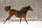 rennendes Pferd im Schnee