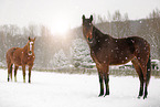 Pferde im Schneetreiben