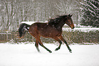 rennendes Pferd im Schnee