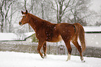 Deutsches Sportpferd im Schneegestber
