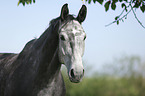 Deutsches Sportpferd Portrait