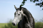 Deutsches Sportpferd Portrait