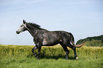 trabendes Deutsches Sportpferd