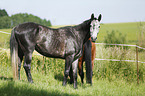 Deutsches Sportpferd auf der Weide