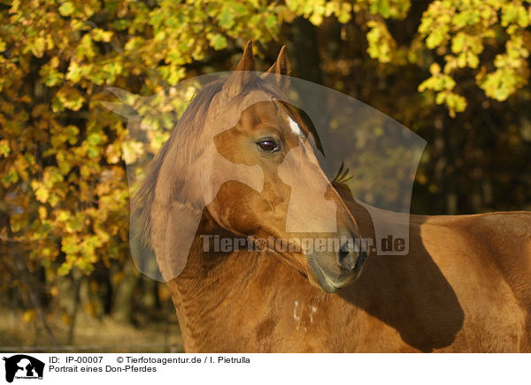 Portrait eines Don-Pferdes / IP-00007