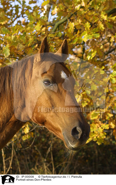 Portrait eines Don-Pferdes / IP-00008