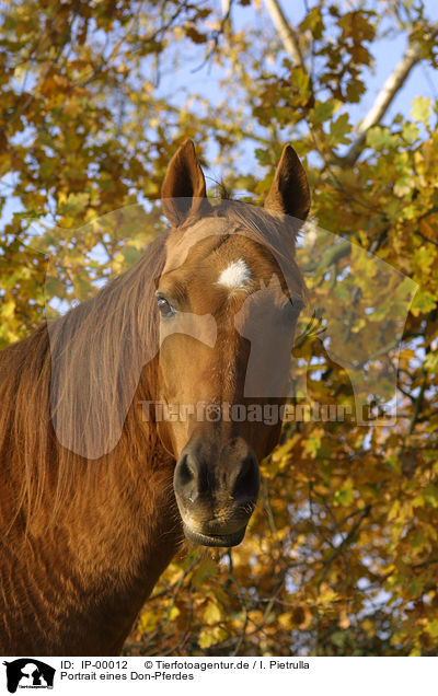 Portrait eines Don-Pferdes / IP-00012