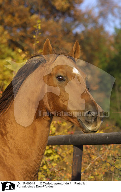 Portrait eines Don-Pferdes / IP-00014