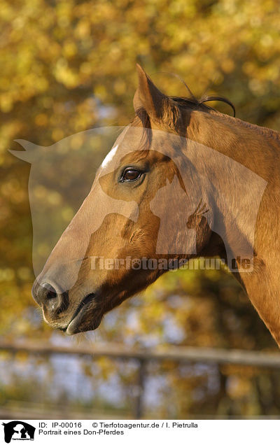 Portrait eines Don-Pferdes / IP-00016