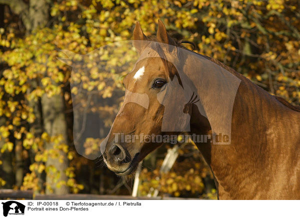 Portrait eines Don-Pferdes / horse portrait / IP-00018