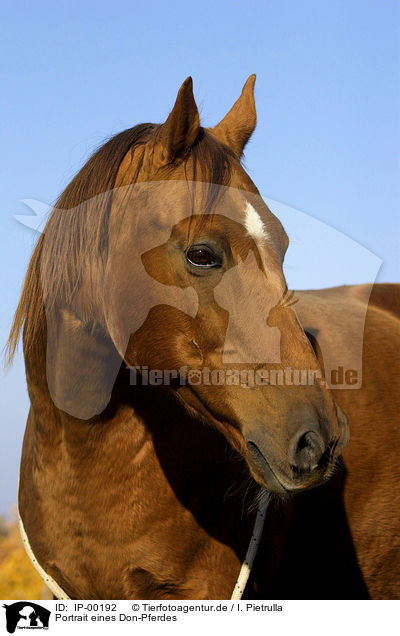 Portrait eines Don-Pferdes / IP-00192