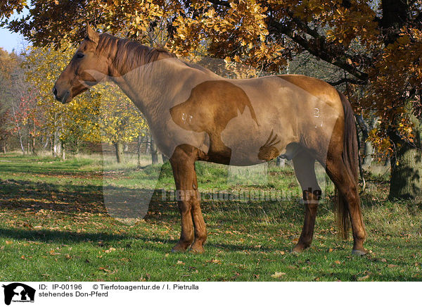 stehendes Don-Pferd / standing horse / IP-00196