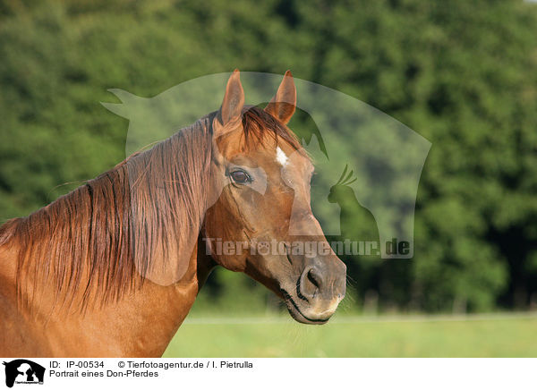 Portrait eines Don-Pferdes / horse / IP-00534